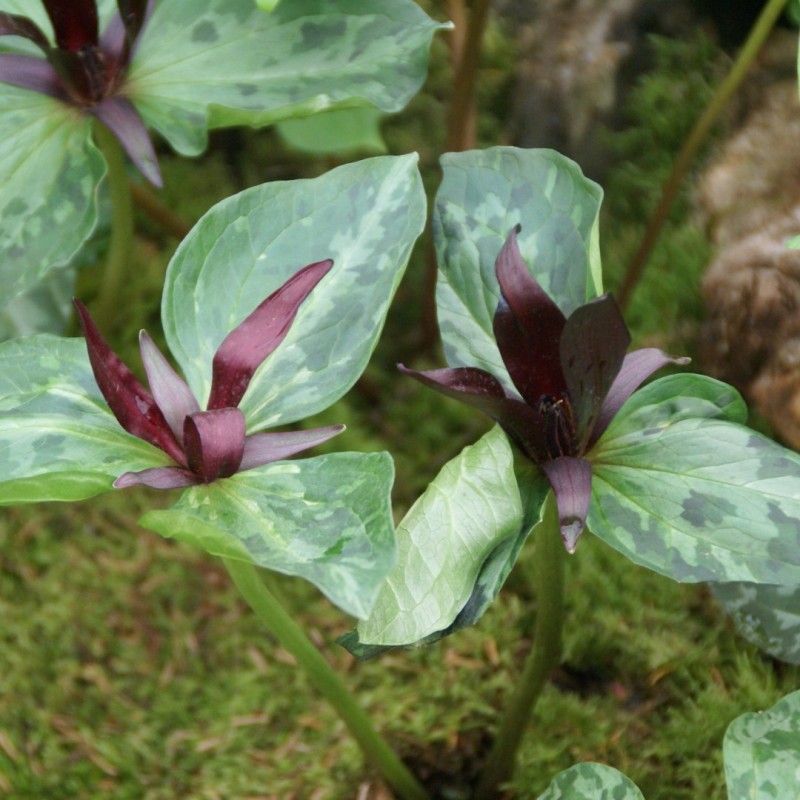 Trillium cuneatum