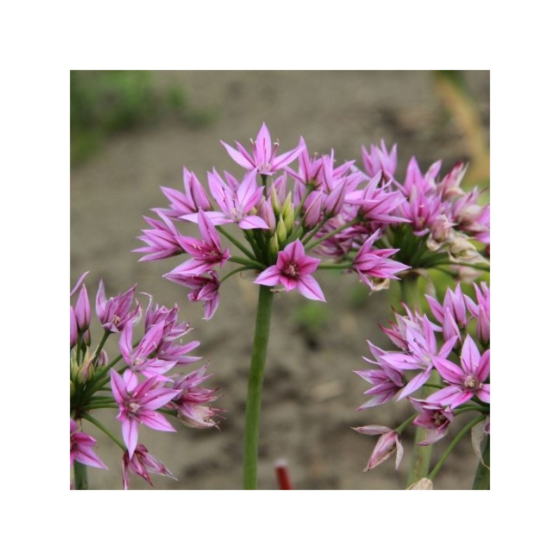 Allium 'Eros'