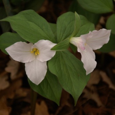 Trillium grandiflorum