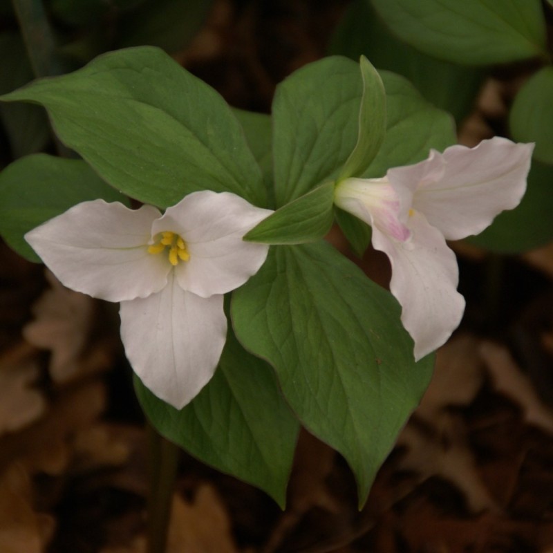 Trillium grandiflorum