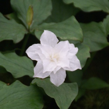Trillium grandiflorum 'Snow Bunting'