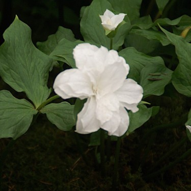 Trillium grandiflorum 'Snow Bunting'