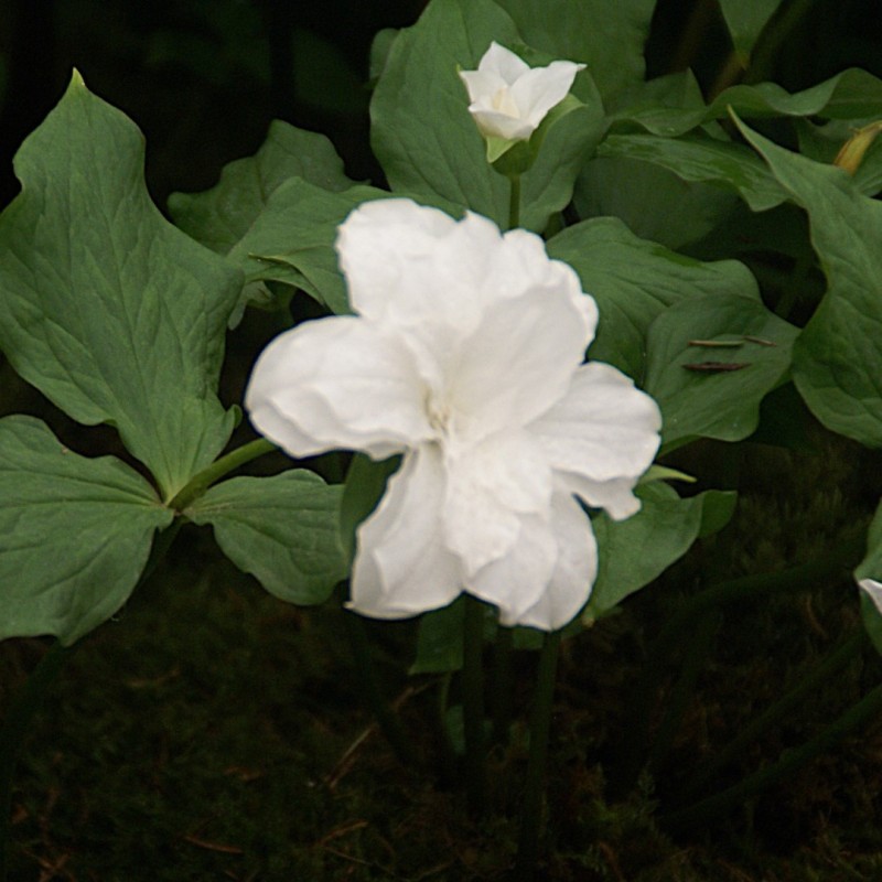 Trillium grandiflorum 'Snow Bunting'
