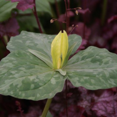 Trillium luteum