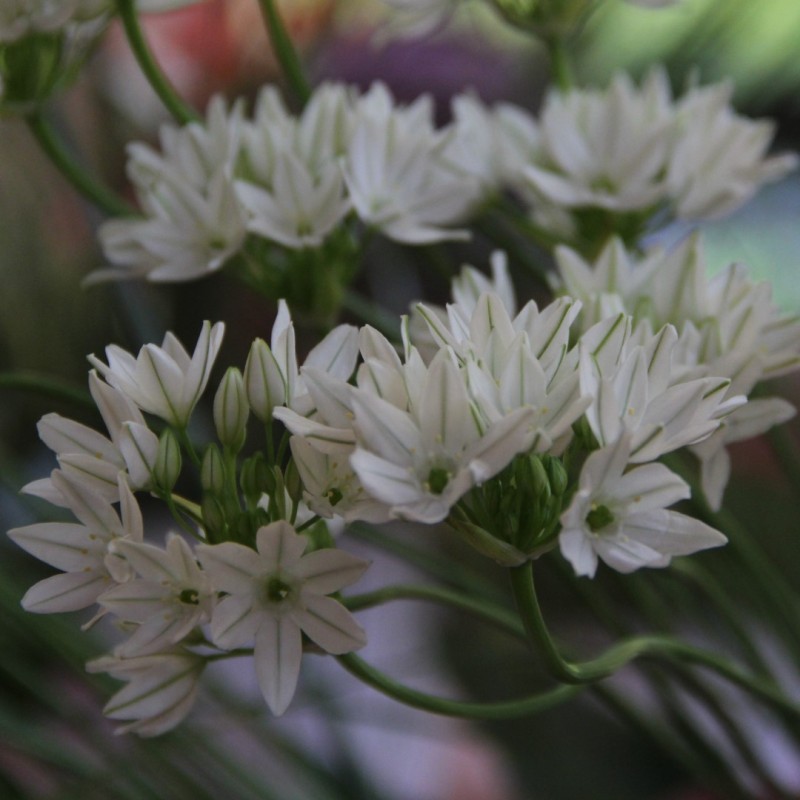 Triteleia hyacinthina