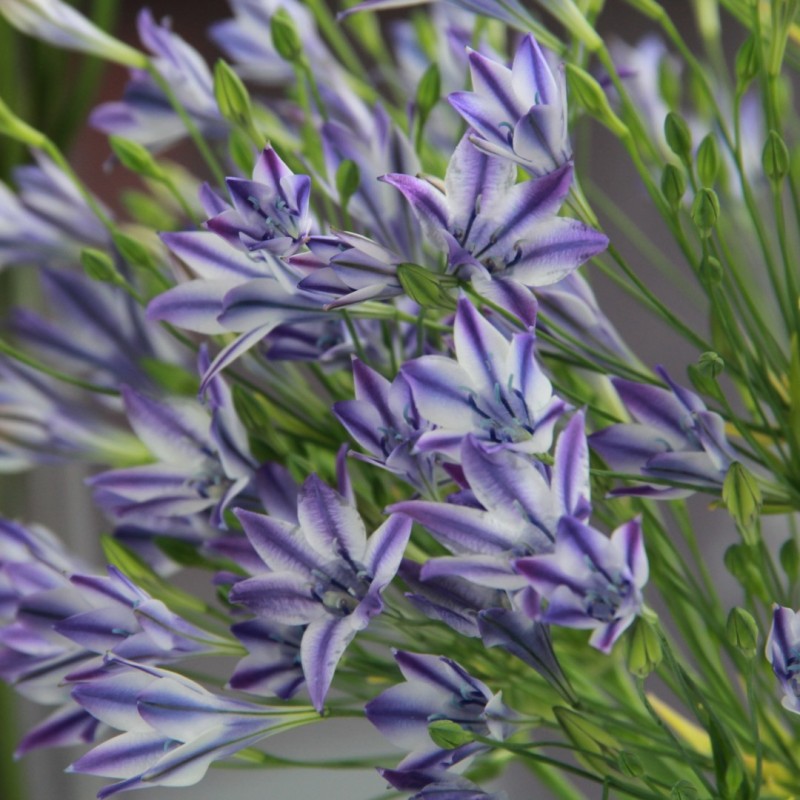 Triteleia laxa 'Rudy'