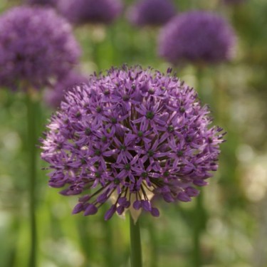 Allium 'Gladiator'
