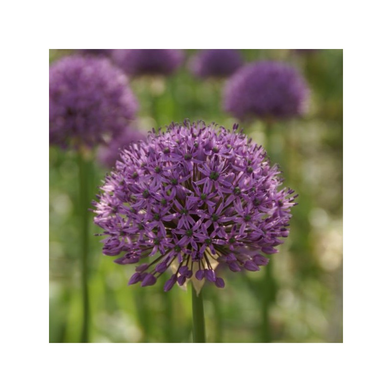 Allium 'Gladiator'