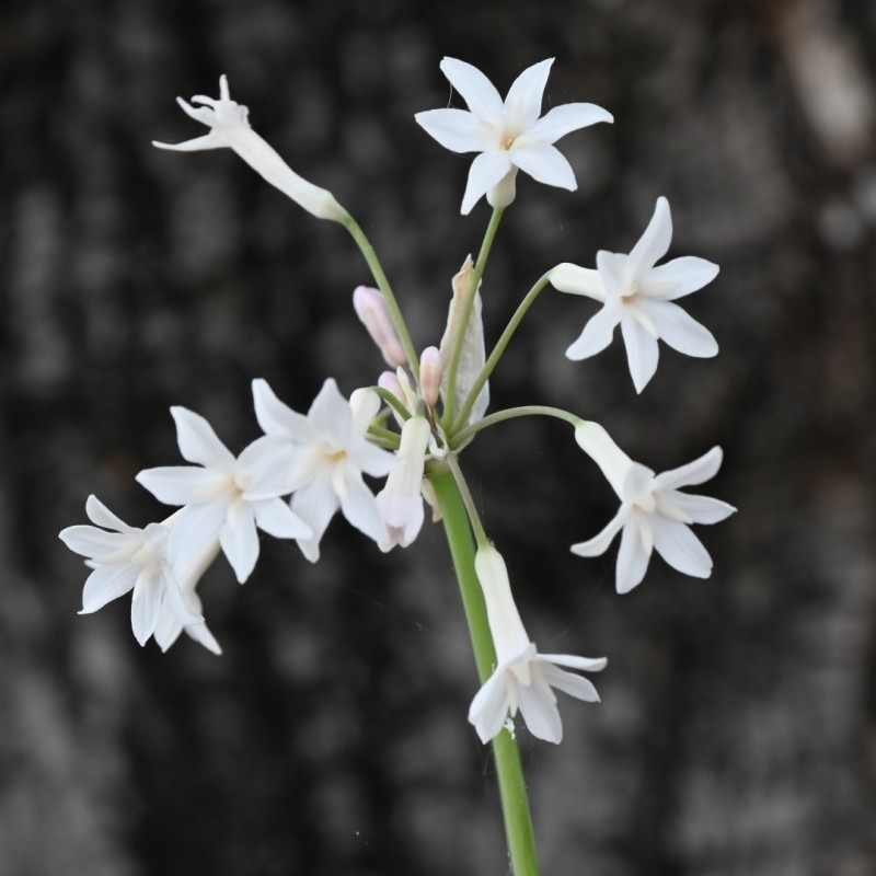 Tulbaghia violacea 'Alba'