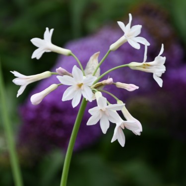 Tulbaghia violacea 'Alba'