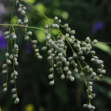 Phaenosperma globosa 