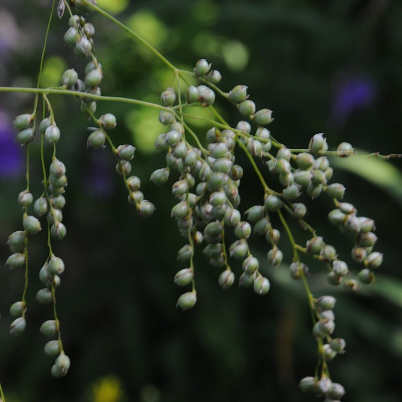 Phaenosperma globosa 
