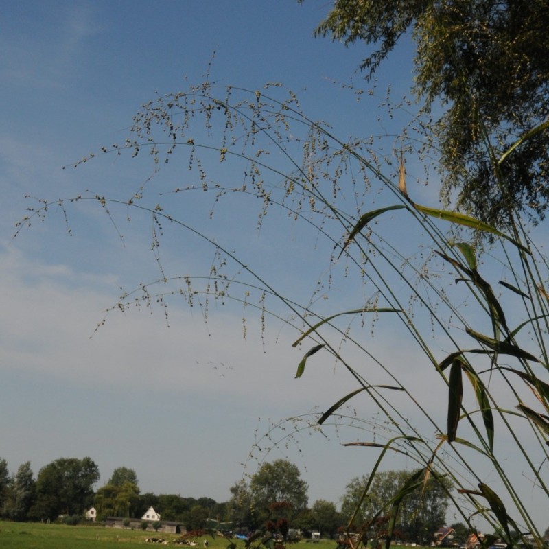 Phaenosperma globosa 