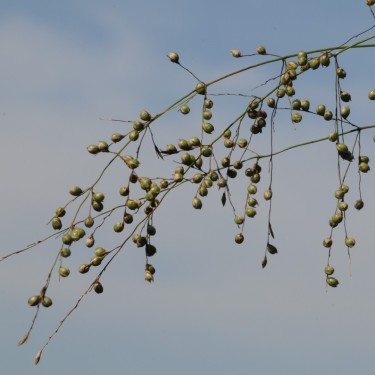 Phaenosperma globosa 