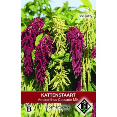 Amaranthus caudatus 'Cascade Mix' -zaden-