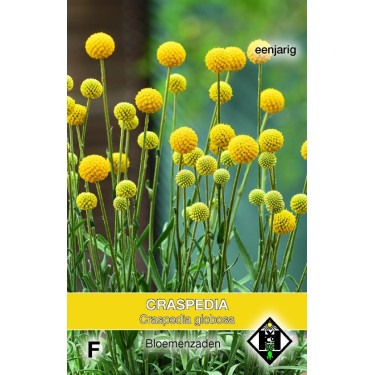 Craspedia globosa -zaden-