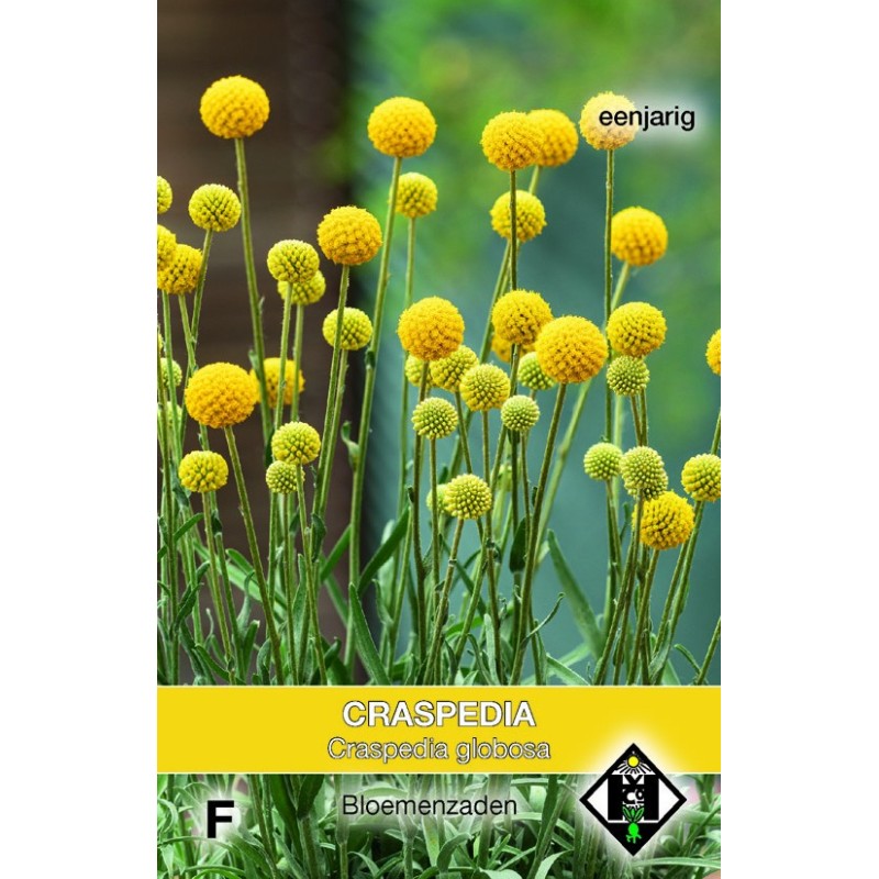 Craspedia globosa -zaden-
