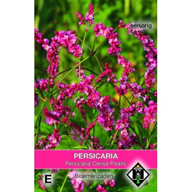Persicaria orientalis 'Cerise Pearls'  -zaden-