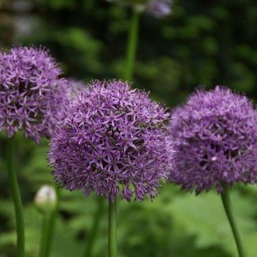 Allium 'Gladiator'