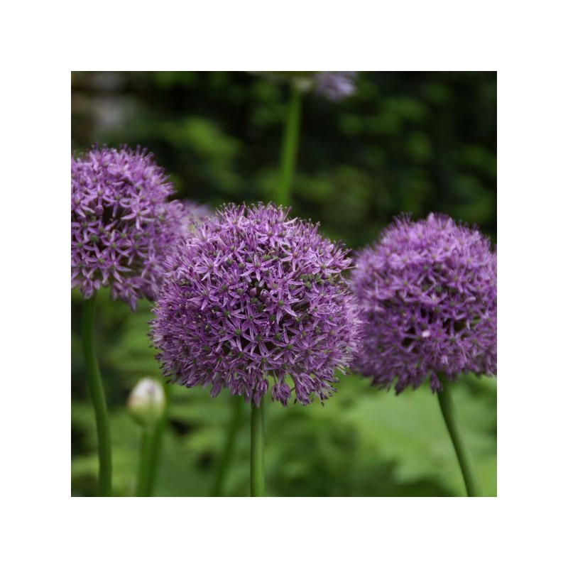 Allium 'Gladiator'