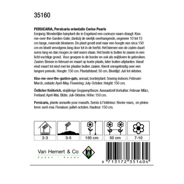 Persicaria orientalis 'Cerise Pearls'  -zaden-