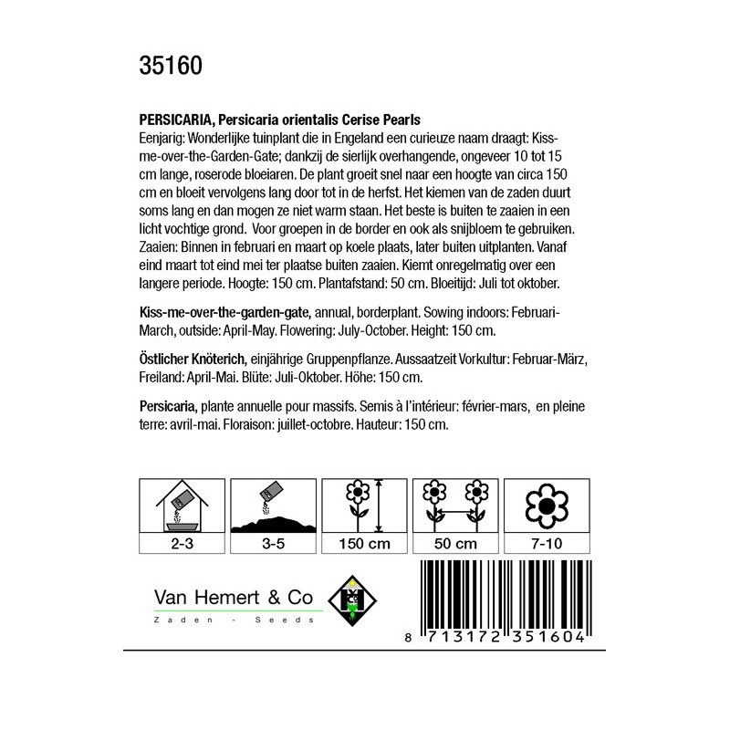 Persicaria orientalis 'Cerise Pearls'  -zaden-