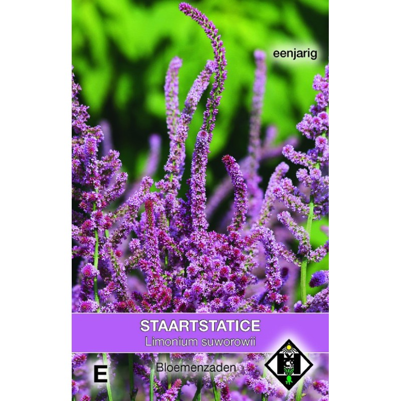 Limonium suworowii -zaden-
