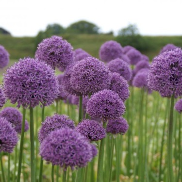 Allium 'Gladiator'