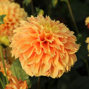 Dahlia 'Deep Impact'