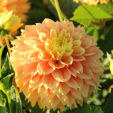 Dahlia 'Deep Impact'