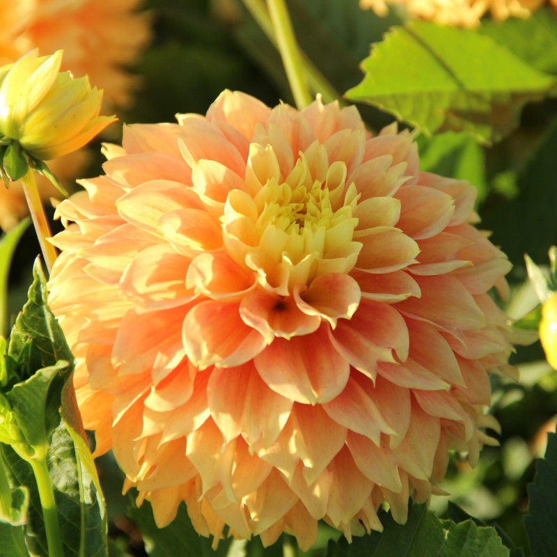 Dahlia 'Deep Impact'