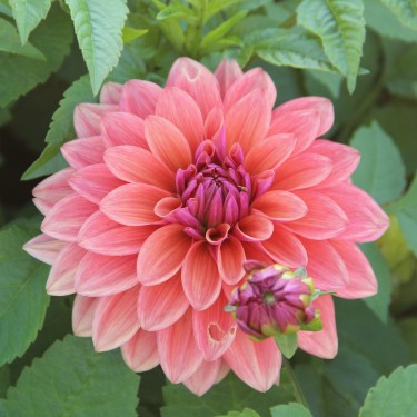 Dahlia 'American Dawn'