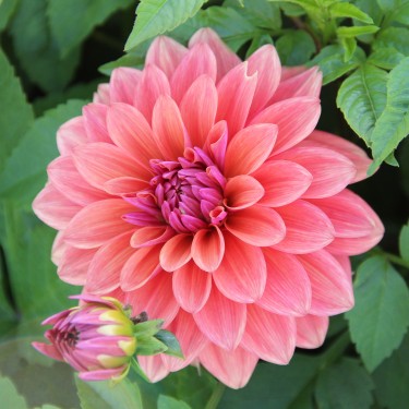 Dahlia 'American Dawn'