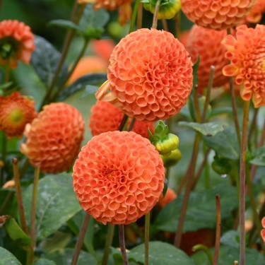 Dahlia 'Bantling' BIO