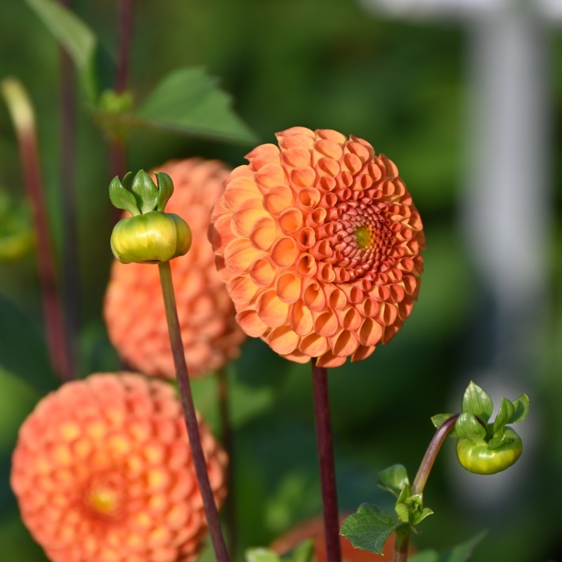 Dahlia 'Bantling' BIO
