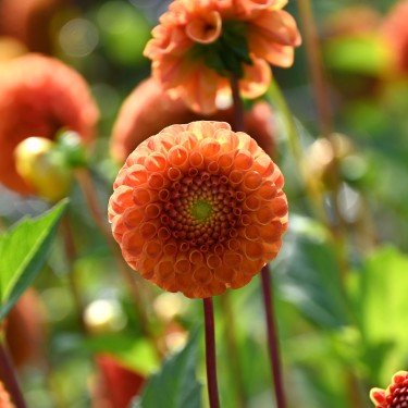 Dahlia 'Bantling' BIO