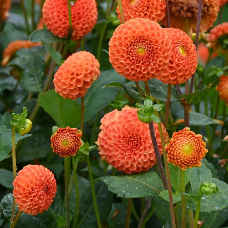 Dahlia 'Bantling' BIO