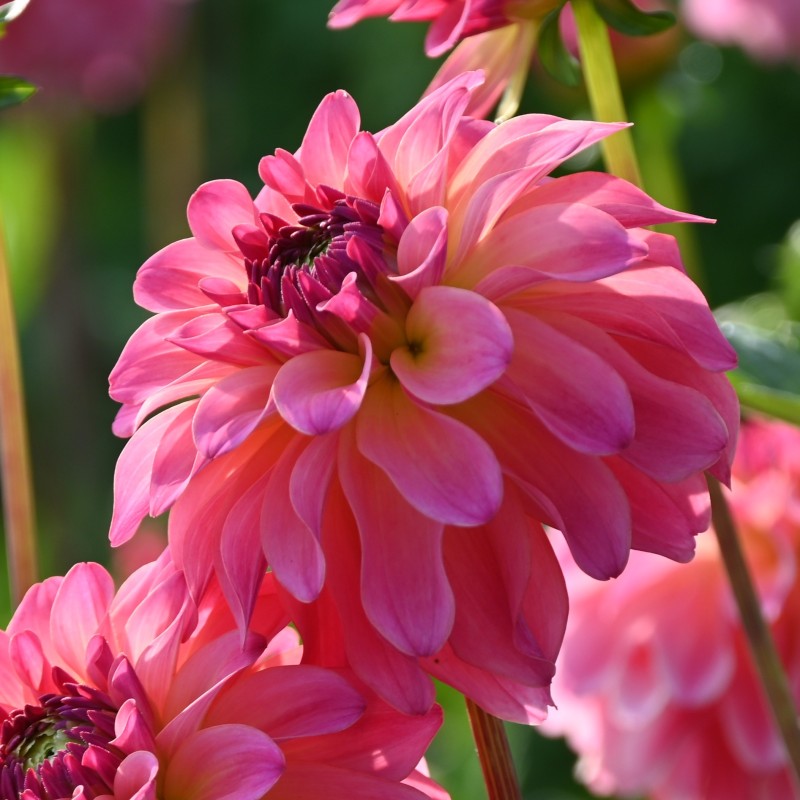 Dahlia 'Belfloor'