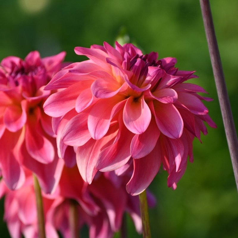 Dahlia 'Belfloor'