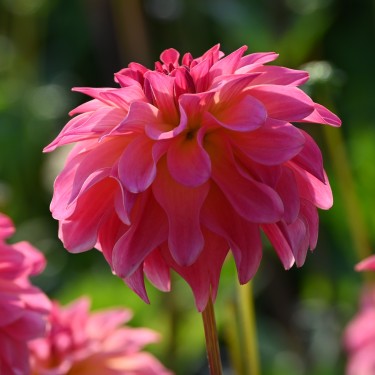 Dahlia 'Belfloor'