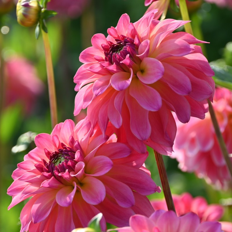 Dahlia 'Belfloor'