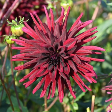 Dahlia 'Black Narcissus'