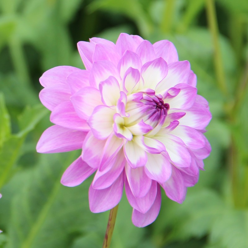 Dahlia 'Blue Wish'