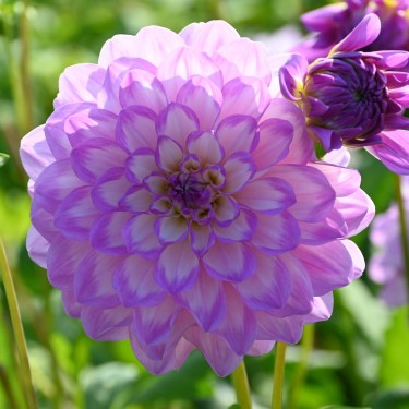 Dahlia 'Blue Wish'