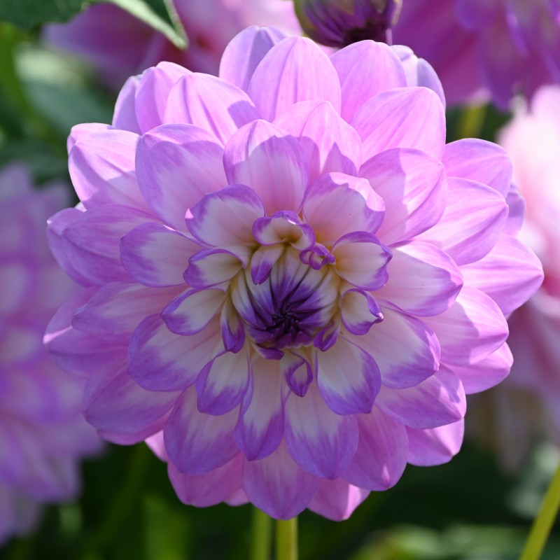 Dahlia 'Blue Wish'