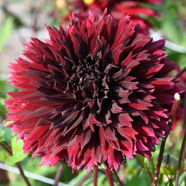 Dahlia 'Black Touch'
