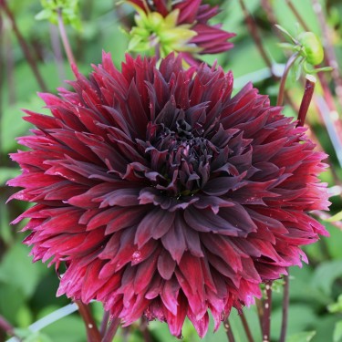 Dahlia 'Black Touch'