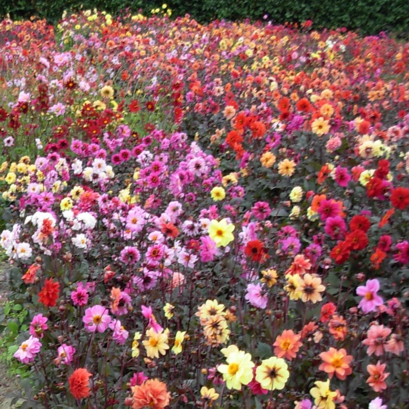 Dahlia 'Breeders Mix' -BIO-