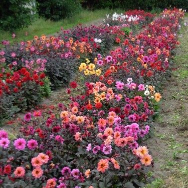 Dahlia 'Breeders Mix' -BIO-