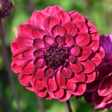 Dahlia 'Buran' -BIO-